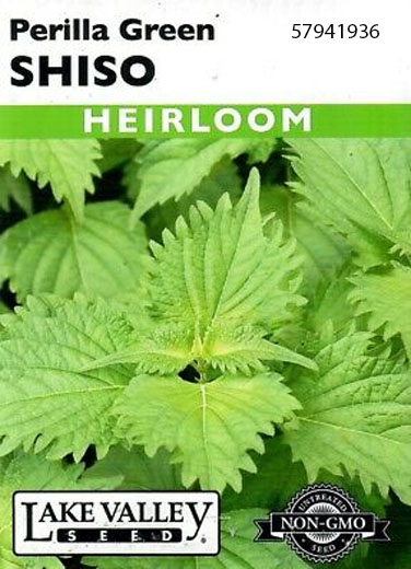 SHISO PERILLA GREEN
