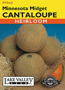 CANTALOUPE MINNESOTA MIDGET