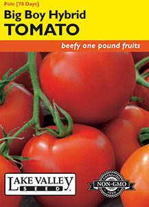 TOMATO POLE BIG BOY
