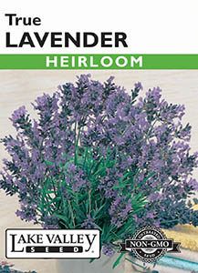 LAVENDER HEIRLOOM