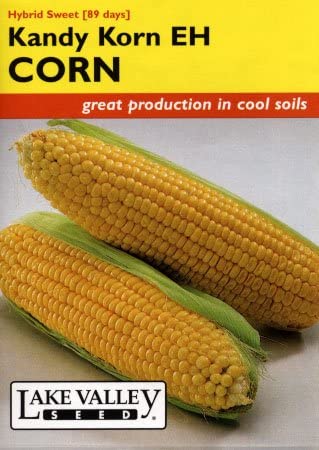CORN KANDY KORN HYBRID