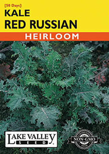 KALE RED RUSSIAN