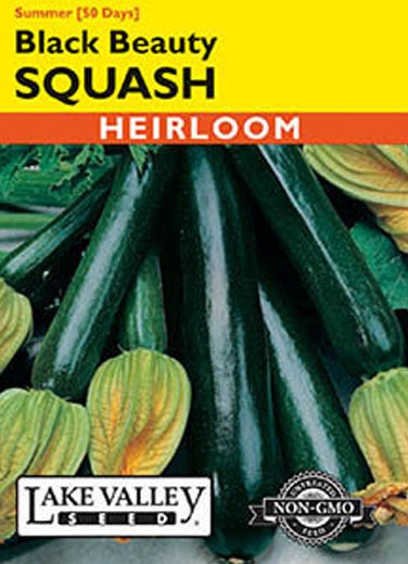 SQUASH SUMMER BLK BEAUTY