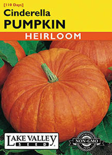 PUMPKIN CINDERELLA BEACH