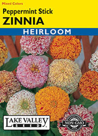 ZINNIA