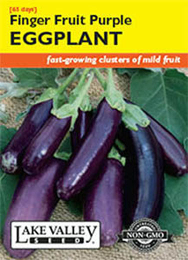 EGGPLANT FINGER FRUIT PURLE
