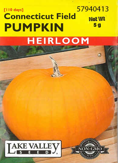 PUMPKIN CONNECTICUT